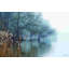 Dans les marais-1891027306-1891027307-1897947352