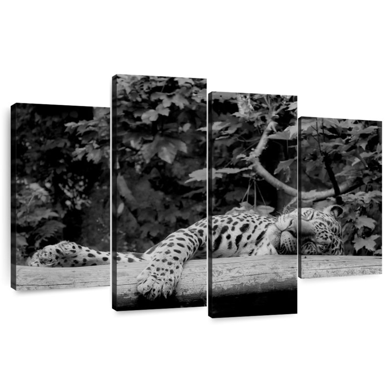 Brampt Jaguar Asleep