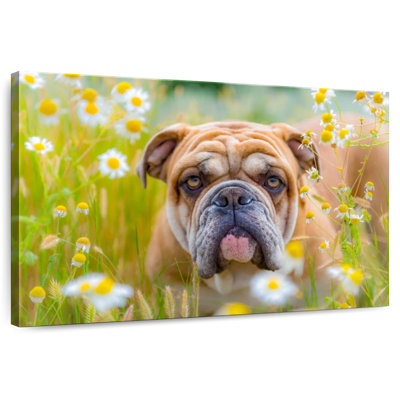 Bouledogue anglais Brampt jouant