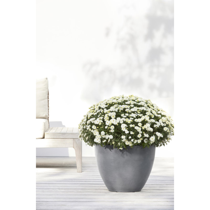 Ecopots Antwerp Indoor/Outdoor Modern Recycled Plastic Flower Pot Planter, Gray, 12" H x 16" W x 16" D