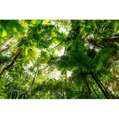 Amazon Rainforest by Filipefrazao