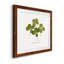 " Pressed Clover I "-1872557677-1872557676-1872520561