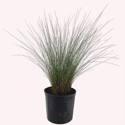 American Plant Exchange Pink Muhly Grass, Large 10-Inch Pot, Low Maintenance, Ornamental Live Plant,  Landscape Zones 5-12 -  MUHLEYGRASS3