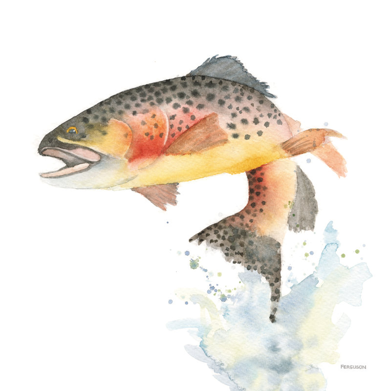 Cutthroat Trout - Wrapped Canvas Print, 76cm H x 76cm W