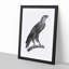 Greater Spotted Eagle - Picture Frame Drawing Print-55736248-55736249