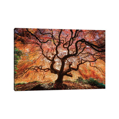 " USA, Washington, Seattle, Kubota Japanese Garden. Japanese Maple Tree In Autumn " by Jaynes Gallery