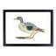 Duck by Johan Teyler - Framed Print-55620987-55620988