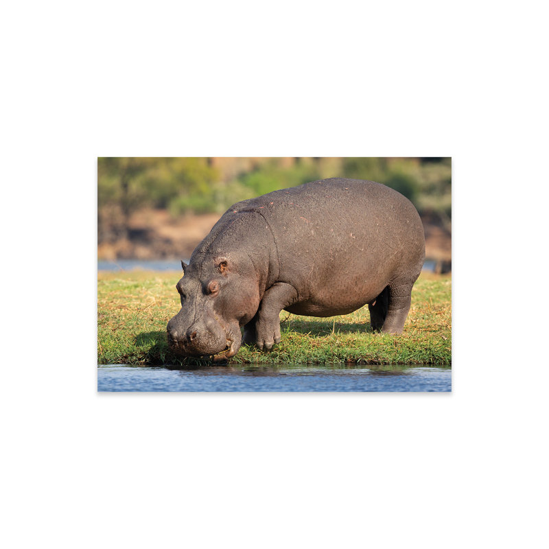 Hippopotame du Botswana, reproduction sur verre acrylique