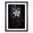 Walnut Framed