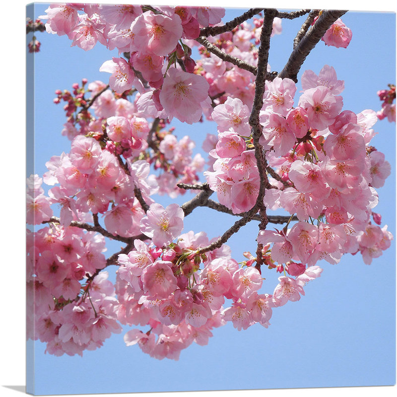 «Cherry Blossom Branch», reproduction de photo sur toile tendue, H 26 po x l 26 po x P 0,75 po