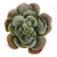 2,75 "succulent Echeveria (Cassyz Winter) en pot