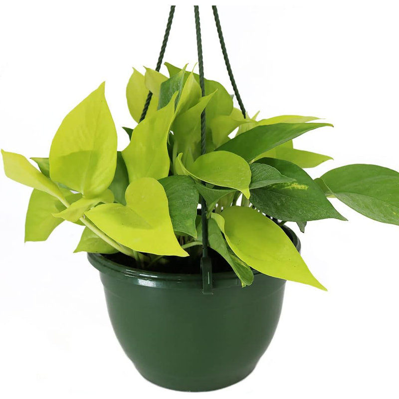 Neon Pothos 8-Inch Hanging Basket Indoor/Outdoor Plant