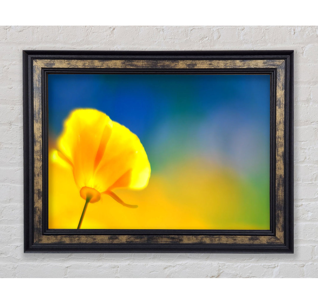 California Poppy Gelb Gerahmter Druck