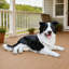 Statue de chien Nathan