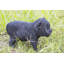 Statue panther cub