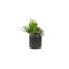 Succulents Arrangement in Ribbed Black Ceramic Planter