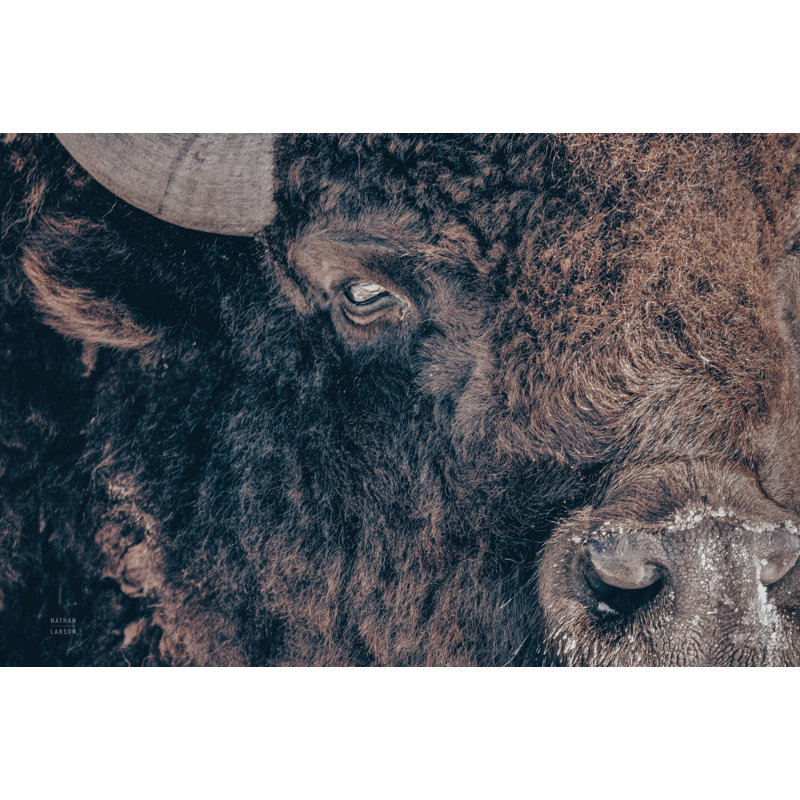 Bison Stare - Imprimé, Non, H 8 po x l 12 po x P 1,25 po, Imprimé avec cadre blanc