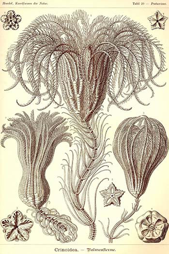 « crinoids » par ernst haeky-impression d’art graphique, H 36 po x l 24 po x P 1,5 po