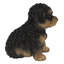 Bébé Cavapoo-67579693
