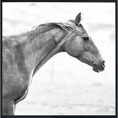 Horse " Horse Fr Bw " by Chris Dunker