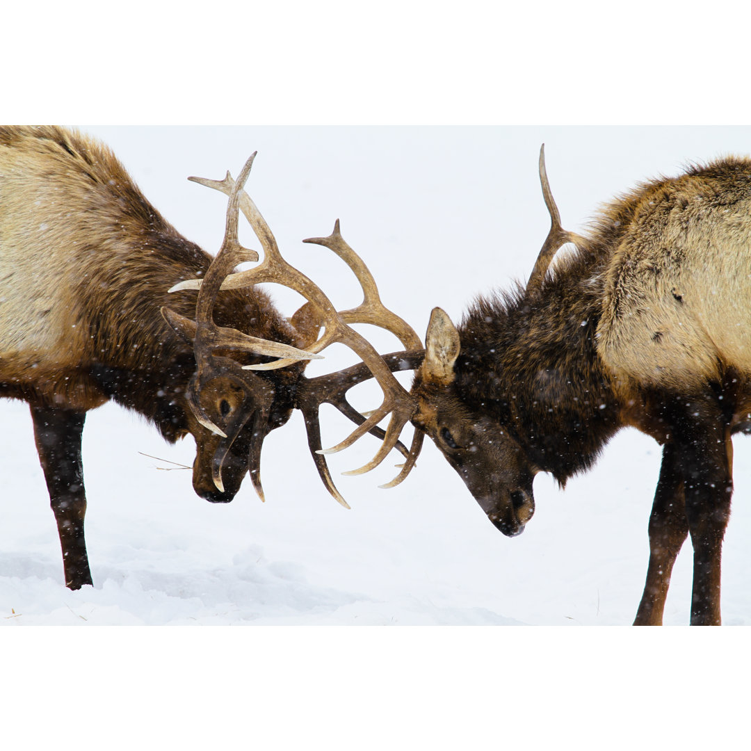 Bull Elk Sparring - Kunstdrucke auf Leinwand