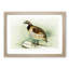 Quail by J.L. Ridgway - Picture Frame Painting Print-55601858-55601862