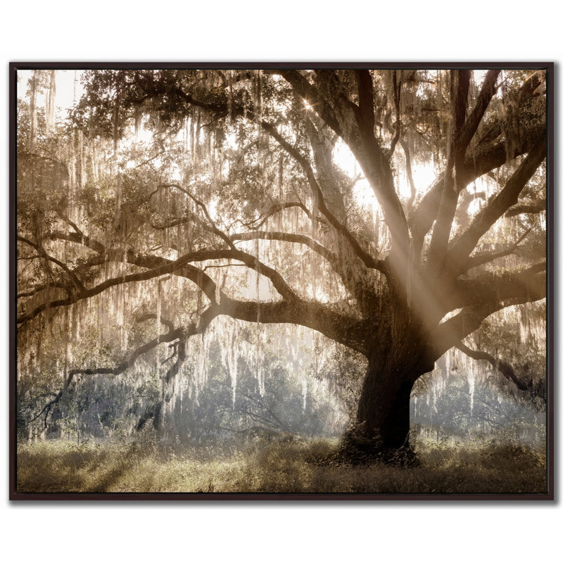 Virginia Oak Canvas Wall Art