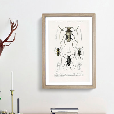 Beetle Illustrations PL.13 by Charles D'Orbigny - Single Picture Frame Print
