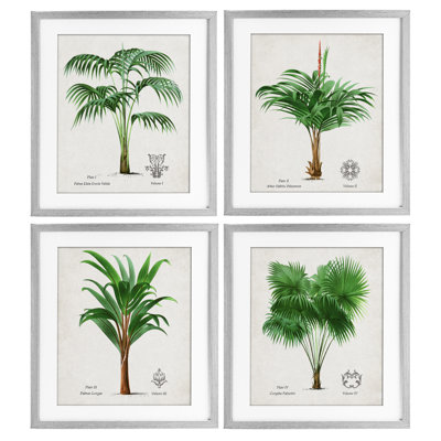 Palm Varieties Studies 4pc Framed Print Under Glass Set, design by Natalie Carpentieri
