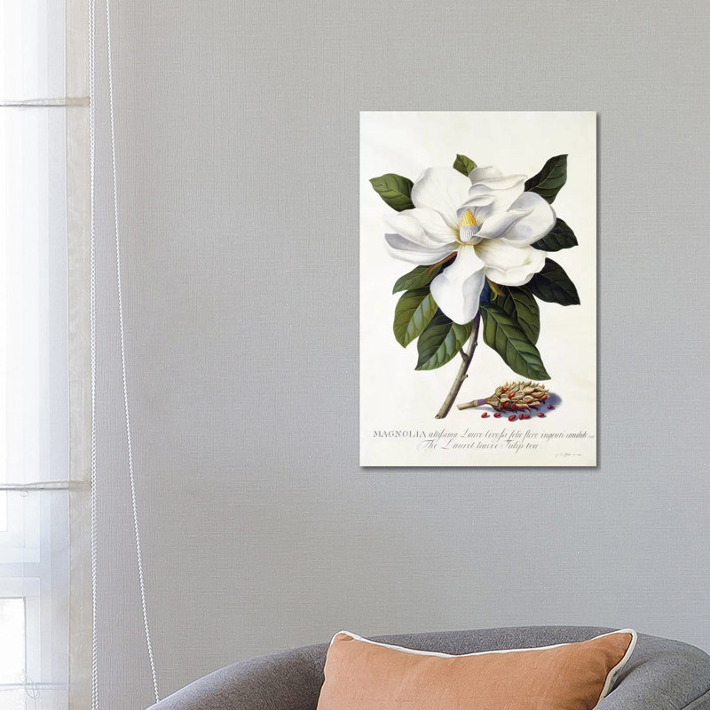 «Magnolia Grandiflora» par Georg Dionysius Ehret, impression sur toile tendue, H 26 po x l 18 po x 1,5 po
