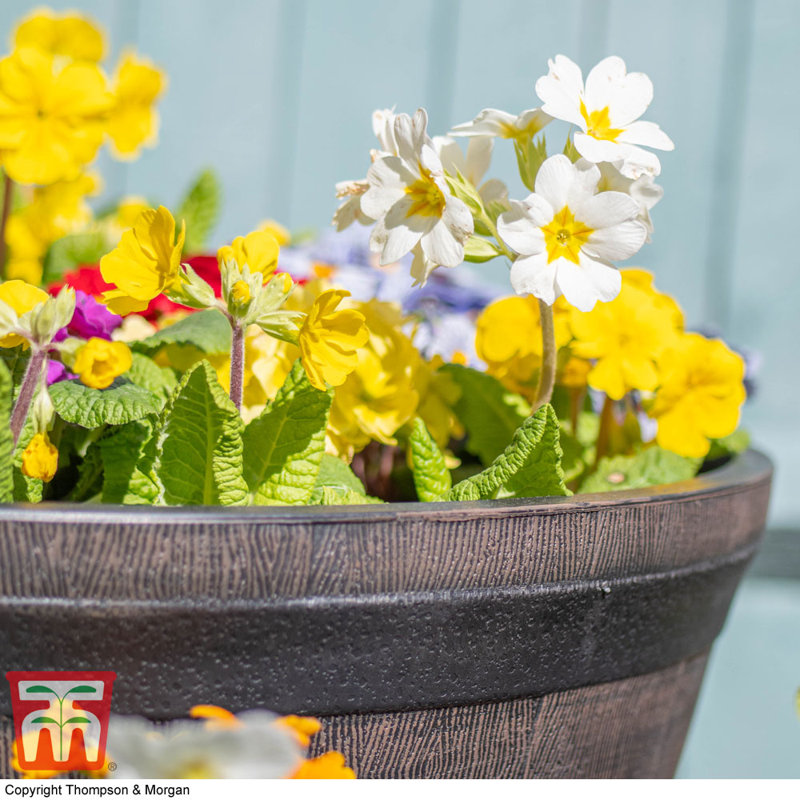 Deshonia Pot Planter, 70Cm H x 64Cm W x 64Cm D, 8