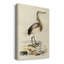 Antique Crabs II - impression sur toile tendue-1766674730