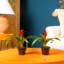 Foliage Plant in Pot