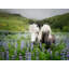 Loon Peak® Burchett, P.H. Art sur toile tendue avec galerie, titre: Chevaux Islandais III-511607419