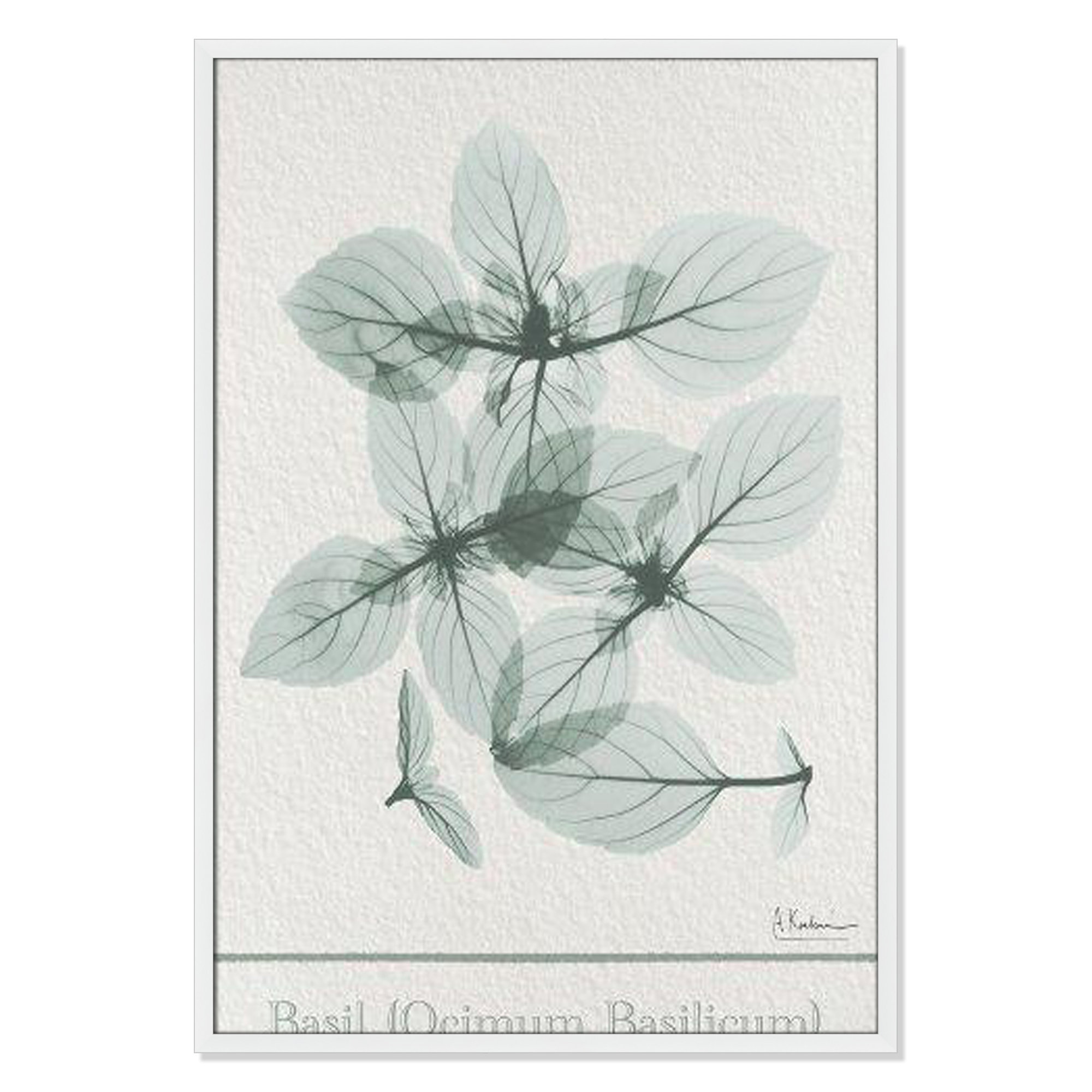 Basil Ocimum Basicicum Framed On Paper by Albert Koetsier Print, 41.5" H x 29.5" W x 1.25" D, Satin White Framed Paper
