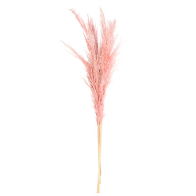 Ensemble de 6 plantes en herbe conservées Pampas