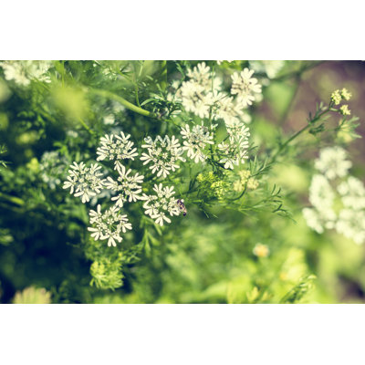 Beautiful Little Flowers - Wrapped Canvas Print