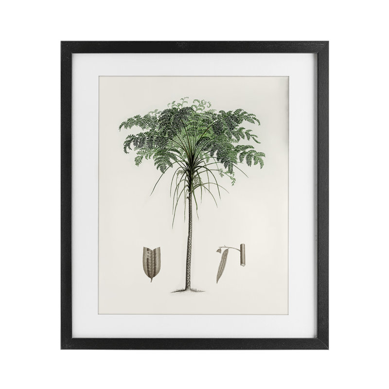 «Vintage Palm Tree Study», impression par CAD encadrée, Cadre noir minuit, H 16 po x l 13 po