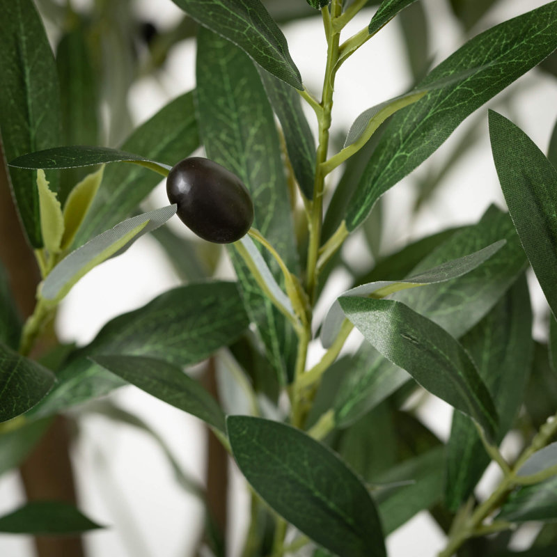 Ackerson 72 plantes