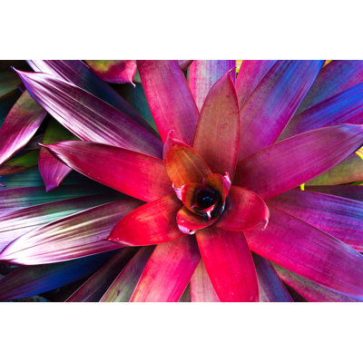 Red Bromeliad Plant - Wrapped Canvas Print