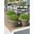 Rattan Kobo Conical Indoor & Outdoor Planter Basket with Plastic Pot, Small-258233192