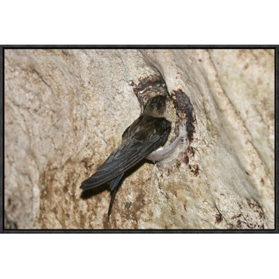 " Edible-Nest Swiftlet On Nest "