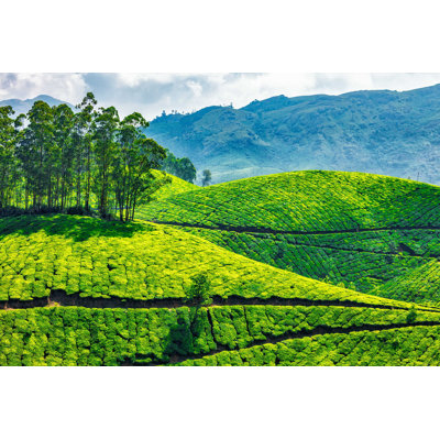 " Tea Plantations " by F9Photos