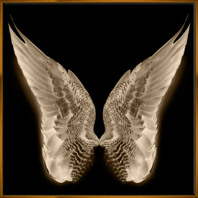" Wings "