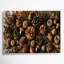 Art mural sur toile brun, "Thanksgiving Acorns and pinecones"-1624876061