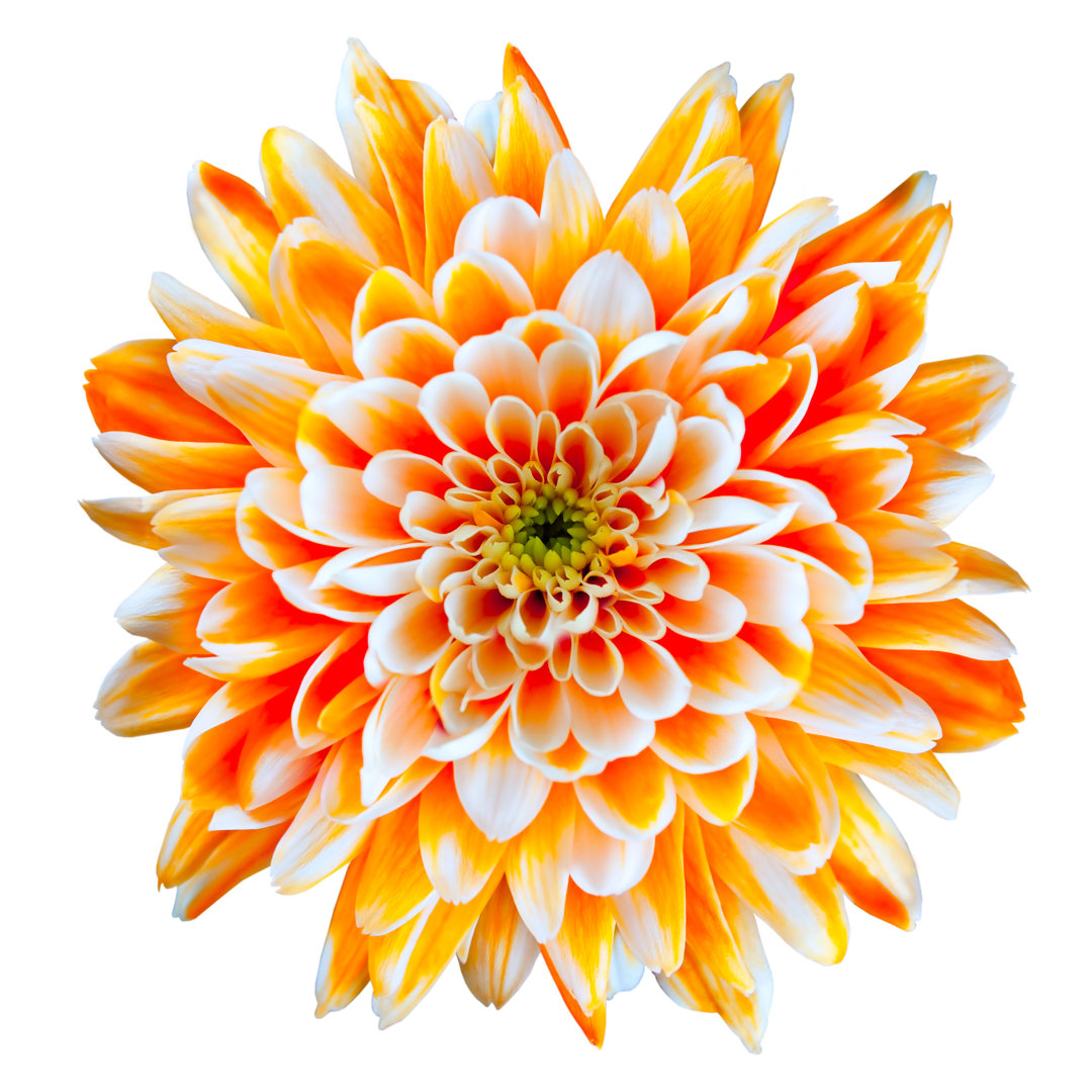 Leinwandbild Orange und Weiß-Chrysantheme-Blume lokalisiert