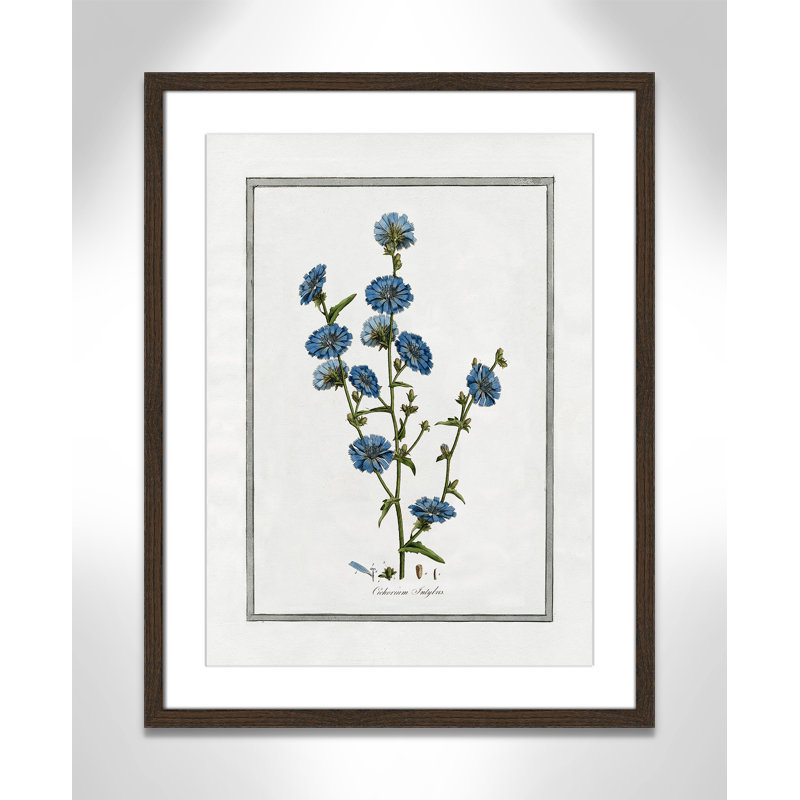 Colombe Soft Botanical I - Art encadré avec fond perdu, L 17 po x H 23 po, Cadre noyer