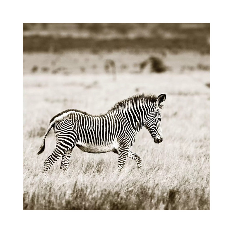 Innocent Zebra by Klaus Tiedge - Wrapped Canvas Print, 30.48 cm H x 30.48 cm W
