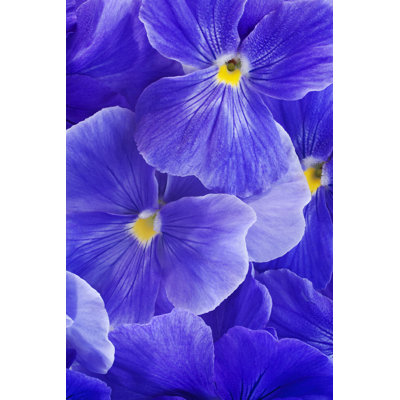Pansy - Wrapped Canvas Print