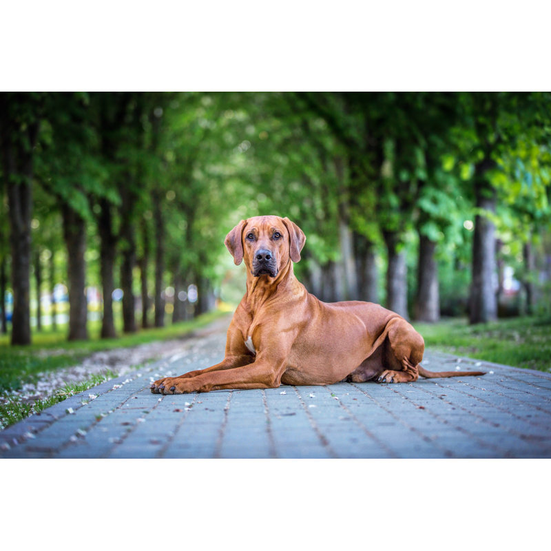 Portrait Of A Sitting Rhodesian Ridgeback Dog by AsyaPozniak - Wrapped Canvas Print, 61cm H x 91cm W